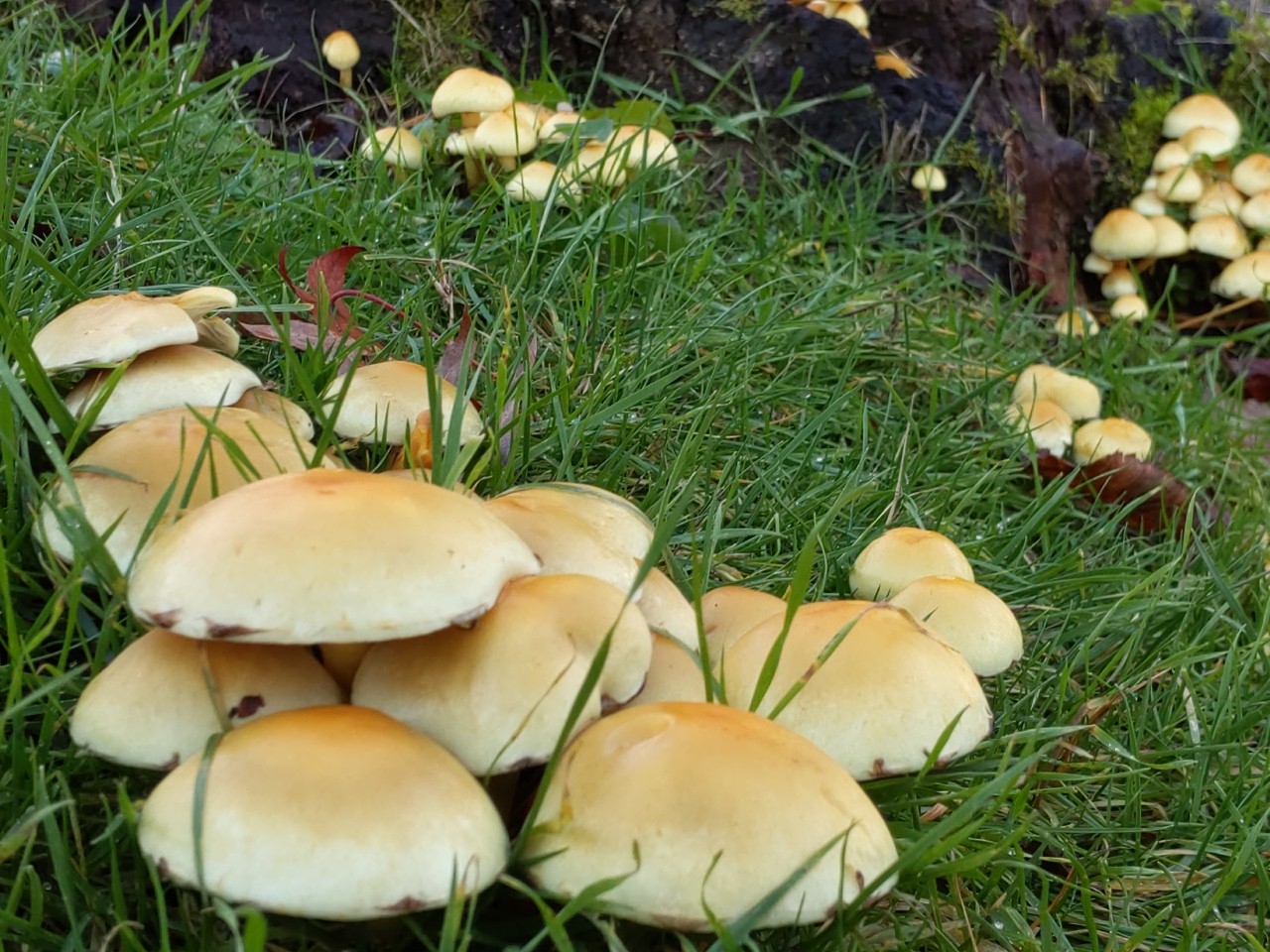 Mushrooooms